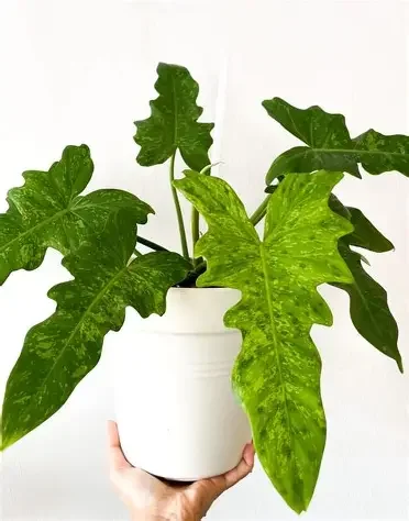 Golden Dragon Lime Fiddle Variegated Philodendron