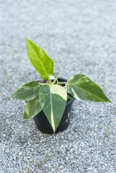 Green Congo Variegated Philodendron