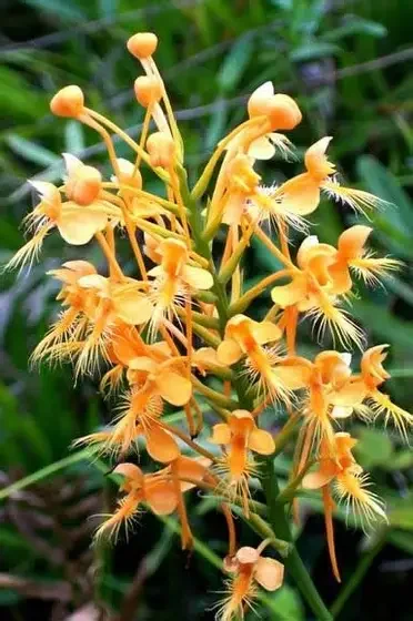 Yellow Fringed Orchid Platanthera Ciliaris