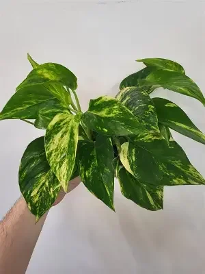 Hawaiian Pothos