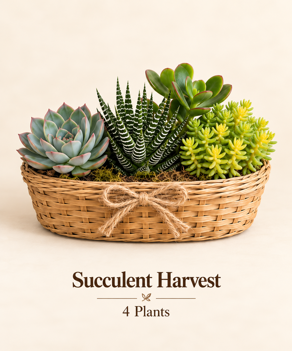 Succulent Harvest - 4 Plants.png