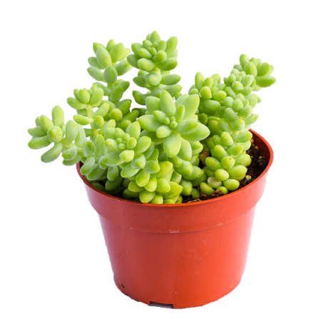 Donkey s Tail