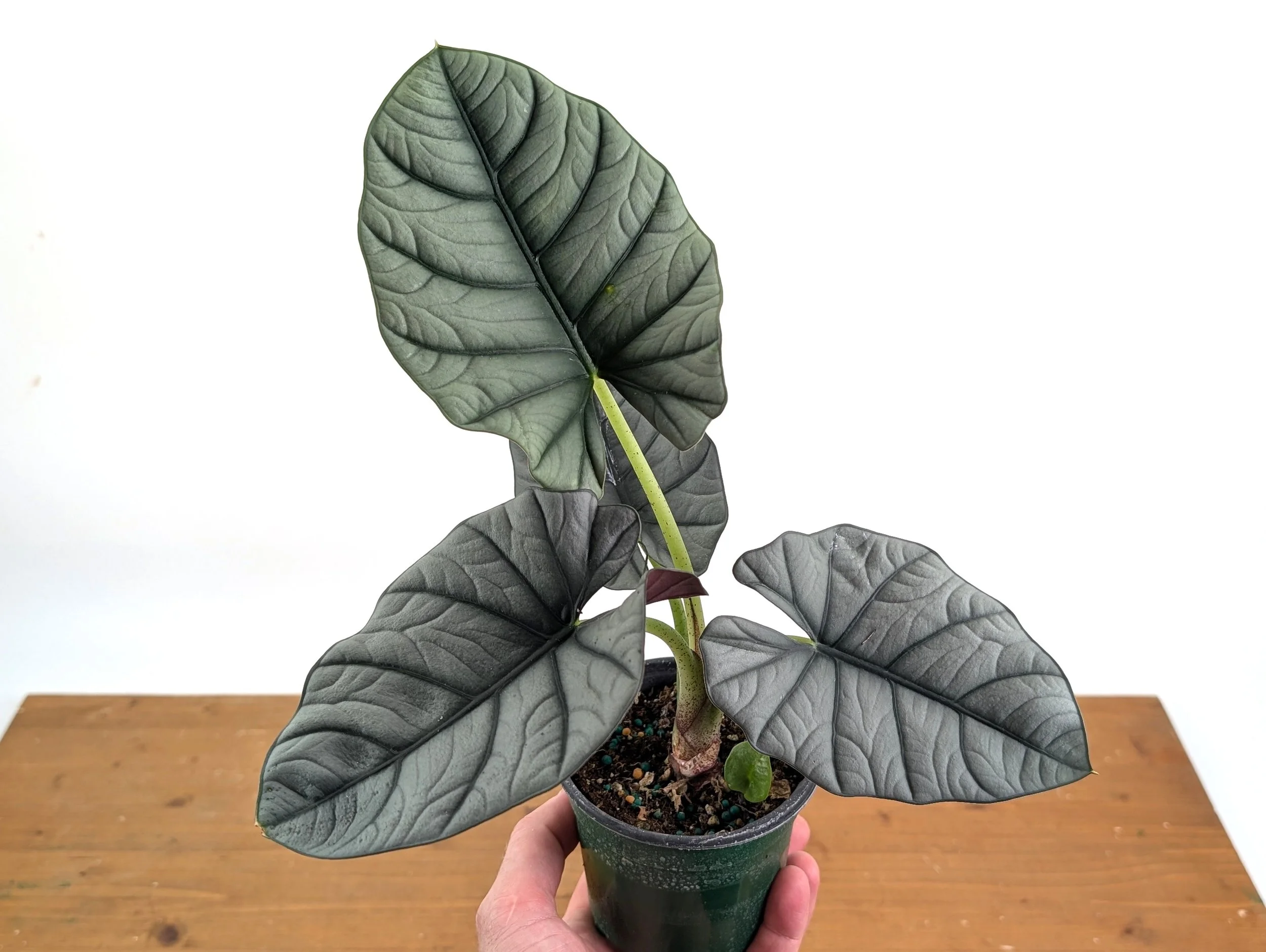 Bisma Alocasia
