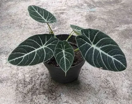 Black Velvet Alocasia