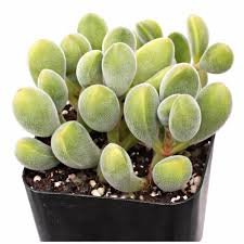 Green Bean