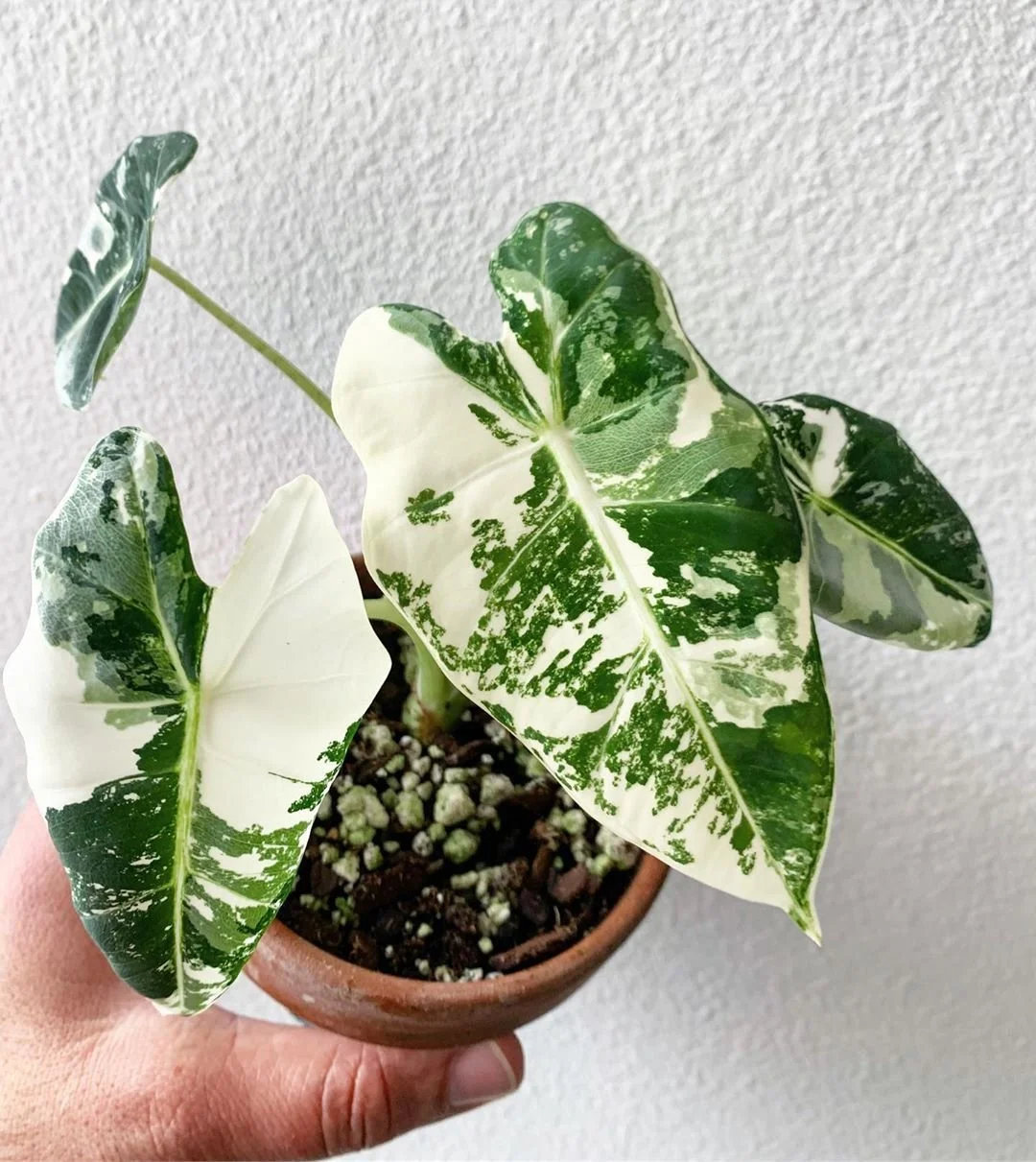 Frydek Variegated Alocasia