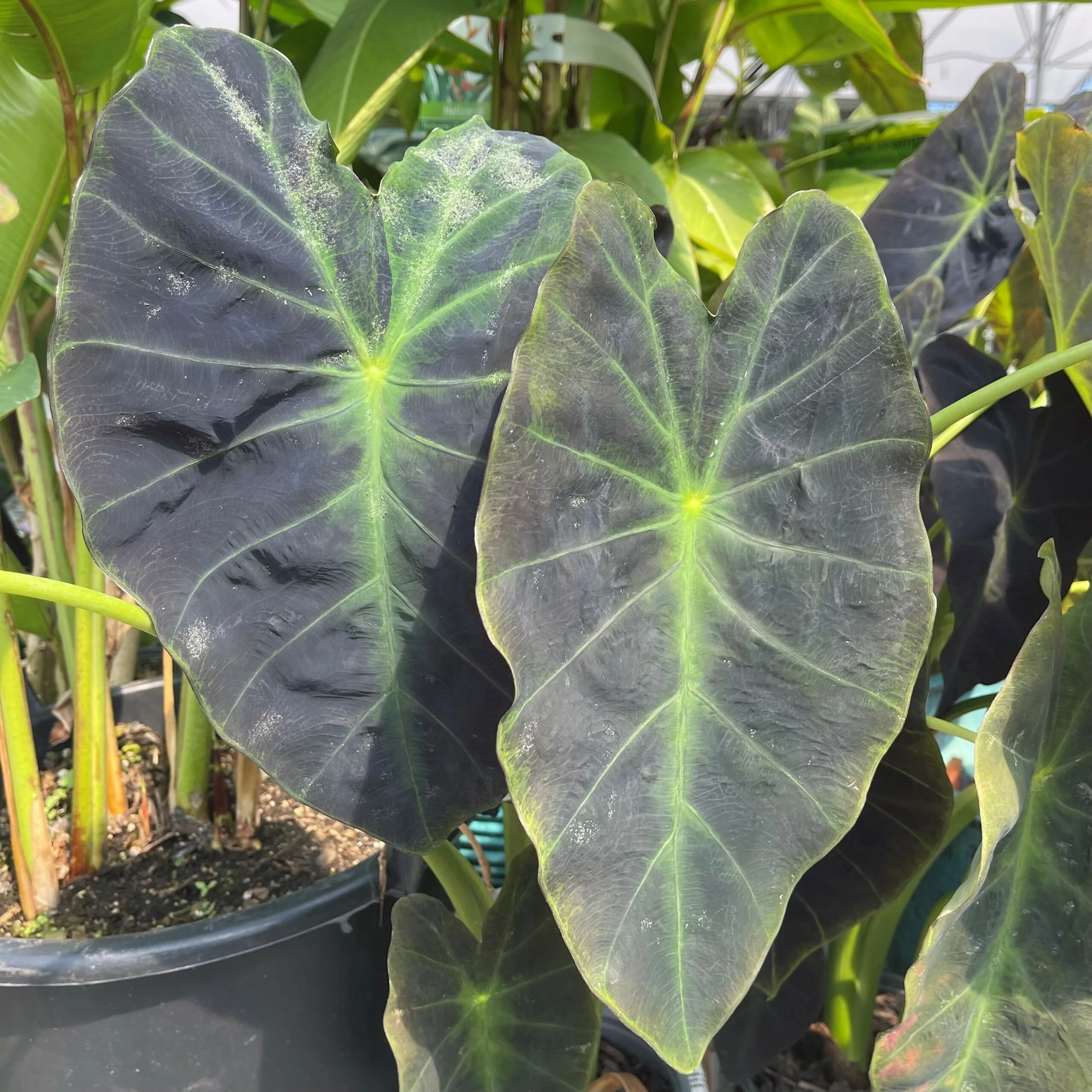 Illustris Elephant Ear.jpg
