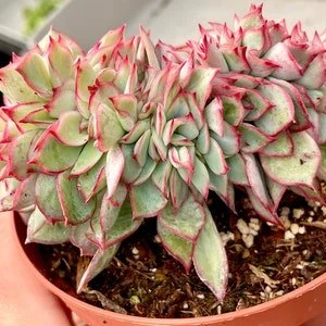 Crested Echeveria Hybrid - Echeveria hybrid f. cristata