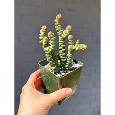 Ivory Tower Jade Plant