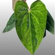 Dark Phoenix Mint Anthurium