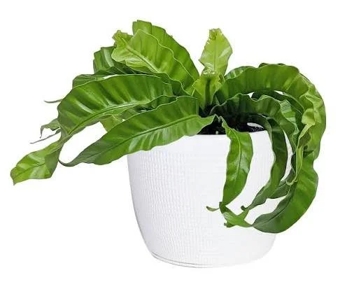 Hurricane Fern