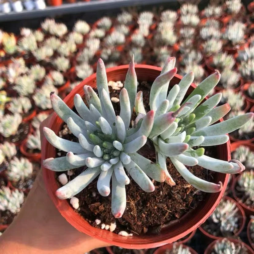 Fingertip Plant - Dudleya edulis