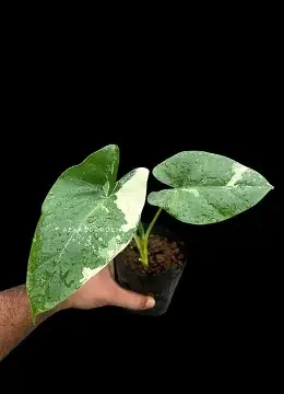 Macrorrhizos Albo Variegated Alocasia
