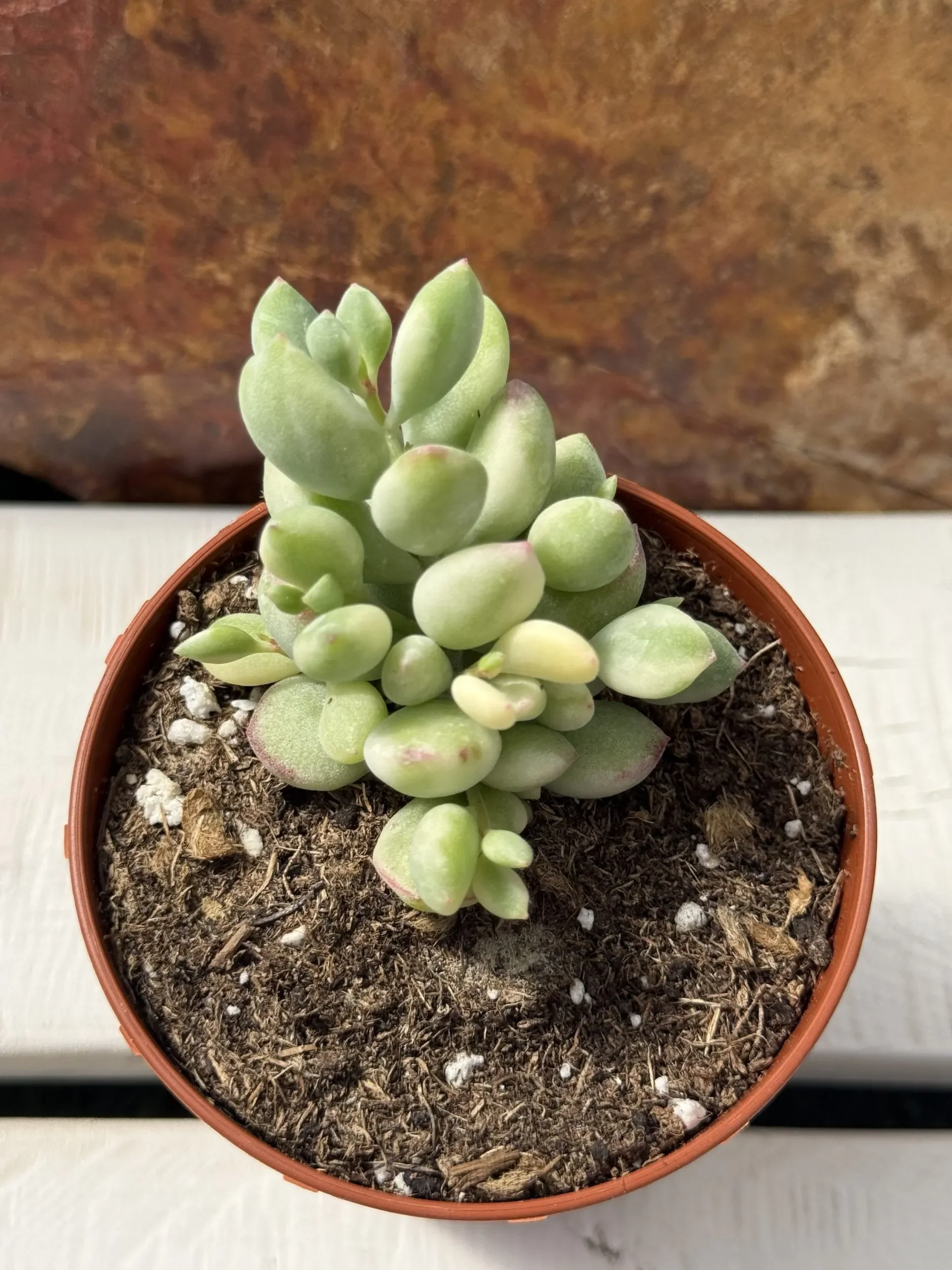 Variegated Cliff Cotyledon - Cotyledon pendens Variegata