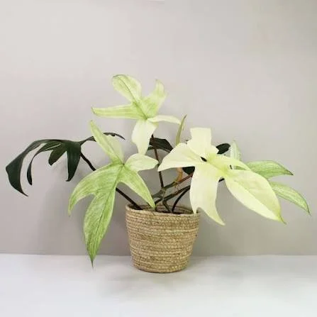 Florida Beauty Mint Philodendron