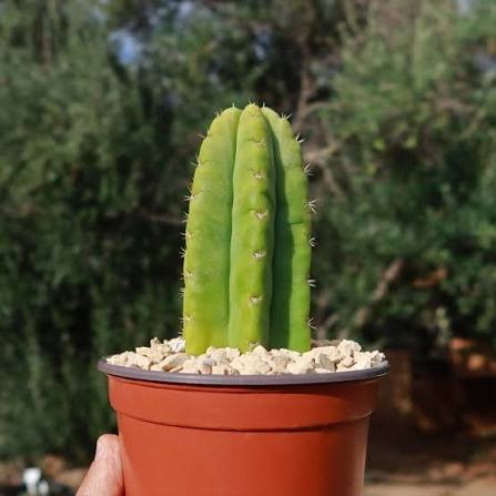 San Pedro Cactus
