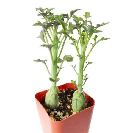 Candle Plant