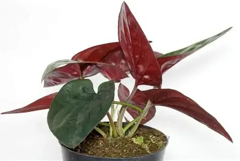Red Arrow Syngonium