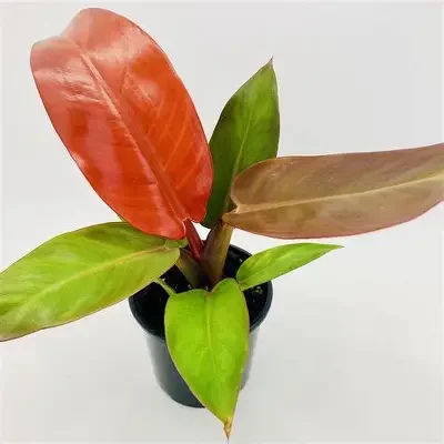 Red Sun Philodendron