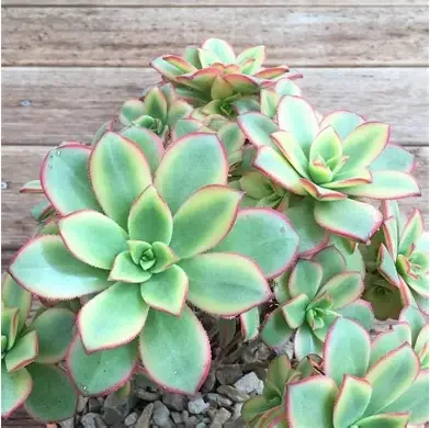 Pinwheel Aeonium