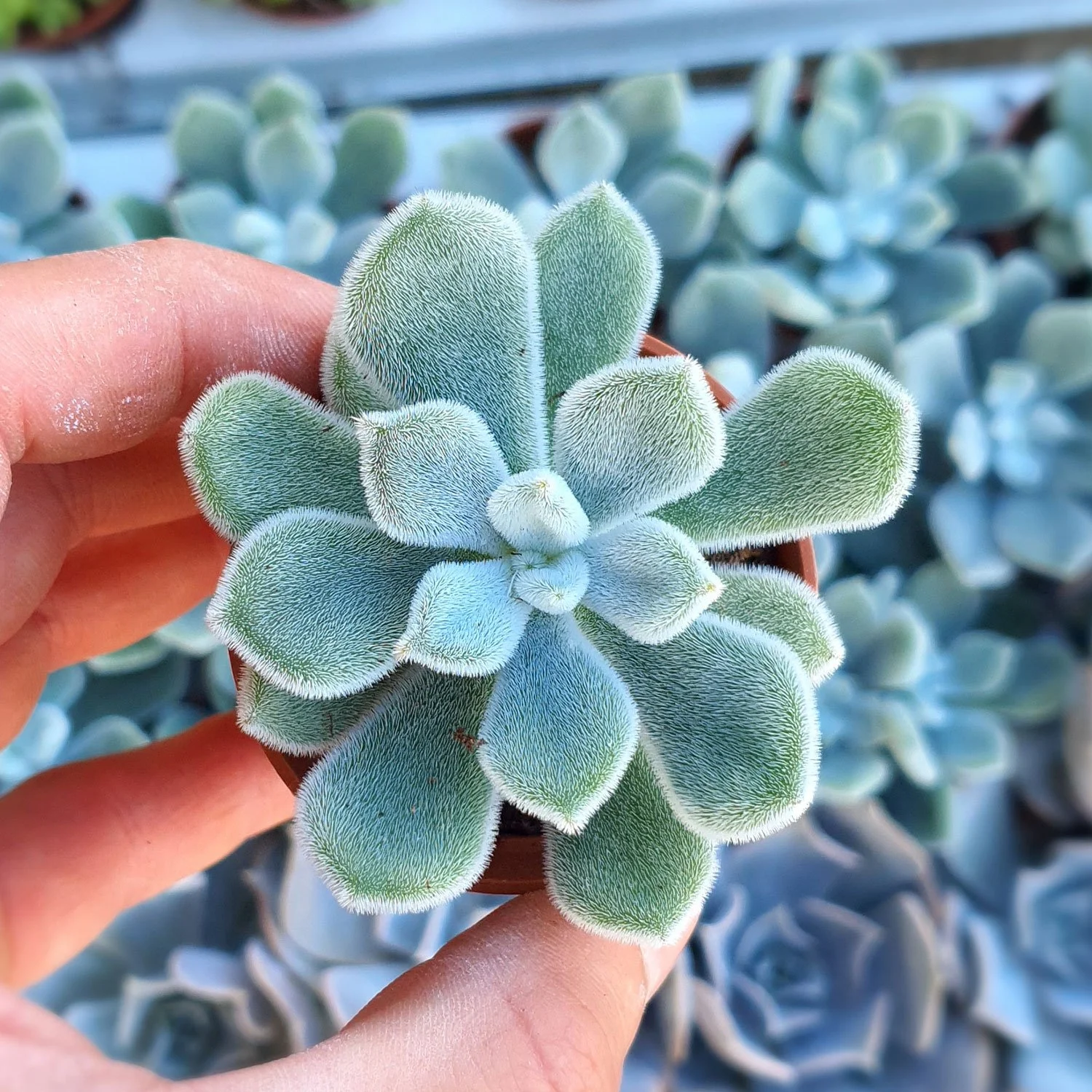 Frosty Echeveria.jpg