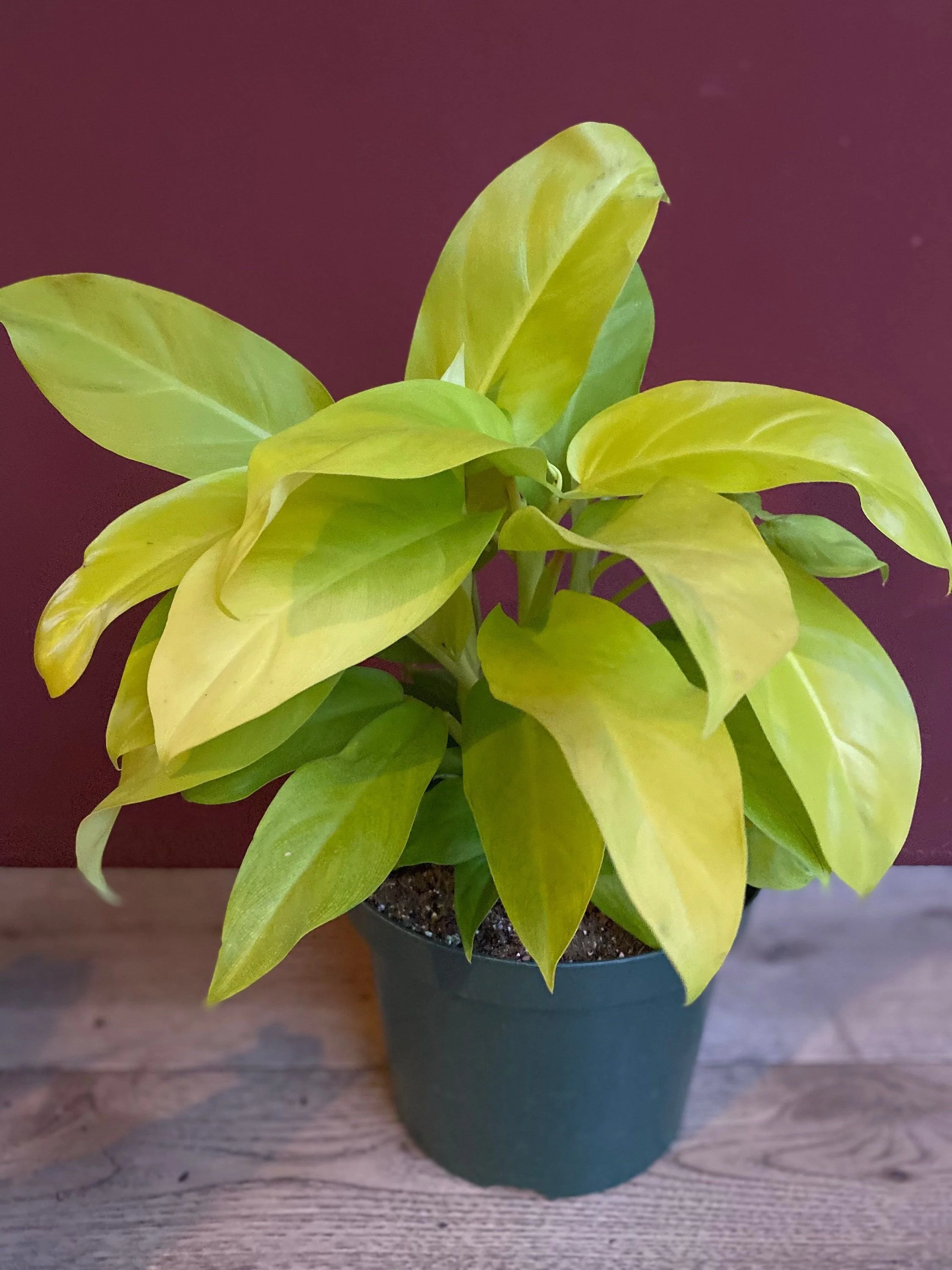 Golden Goddess Philodendron