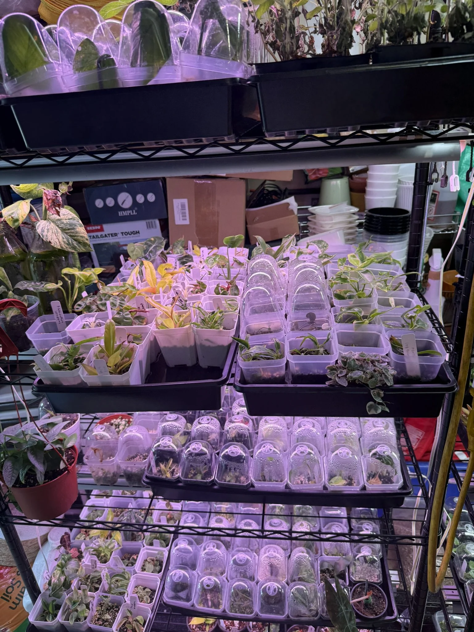 Young houseplants and propagation trays on indoor grow shelves