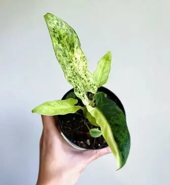 Lauterbachiana Mint Variegated Alocasia