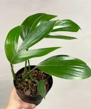 Dragon Tail Rhaphidophora