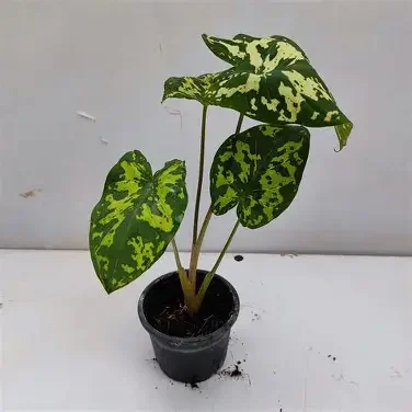 Hilo Beauty Alocasia