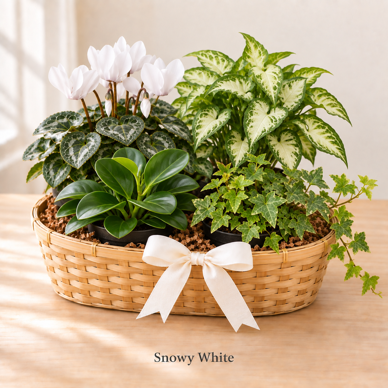 Snowy White - 4 Plants.png