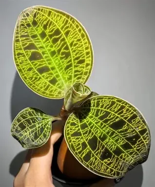 Lightning Jewel Orchid