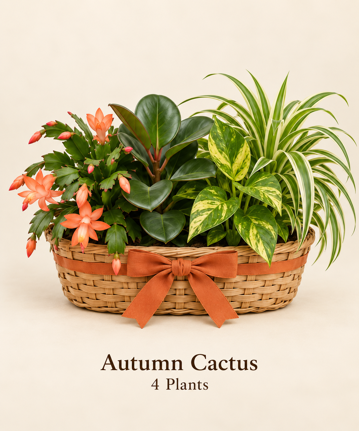 Autumn Cactus - 4 Plants.png
