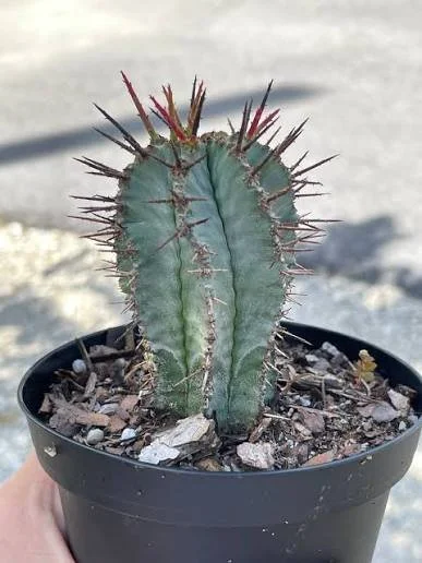 African Milk Barrel Euphorbia .jpeg