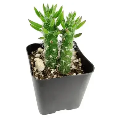 Eves Needle Cactus
