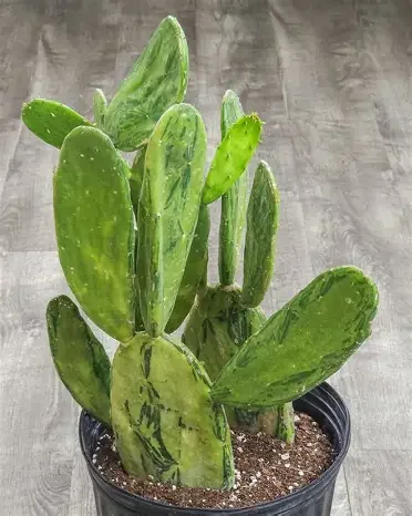Variegated Prickly Pear Cactus