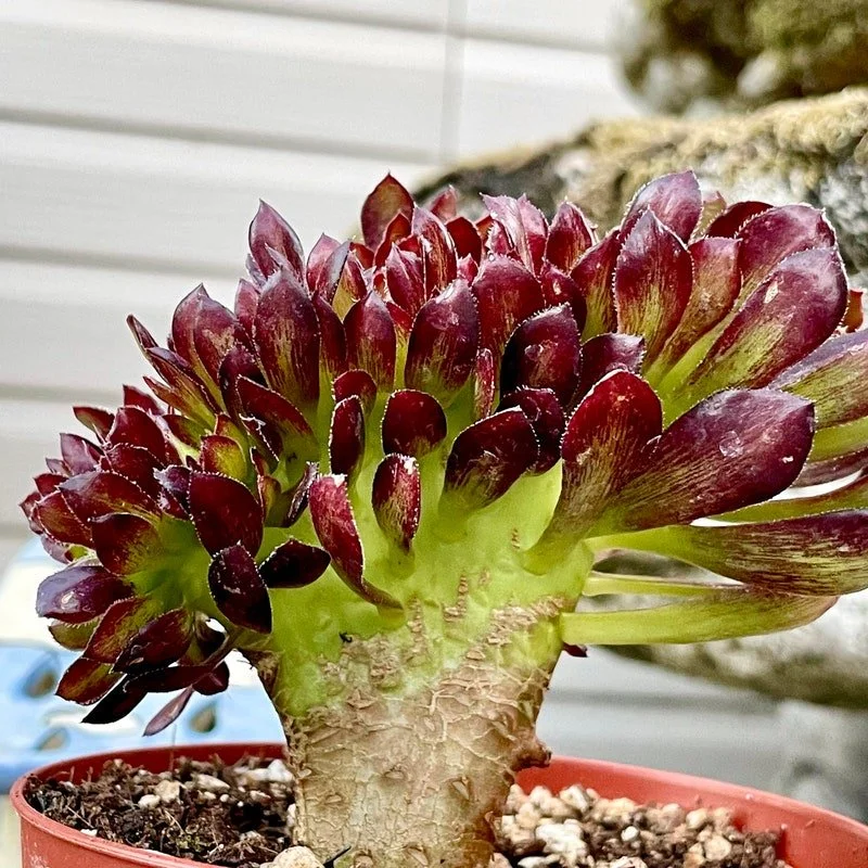 Aeonium cristata crested aeonium