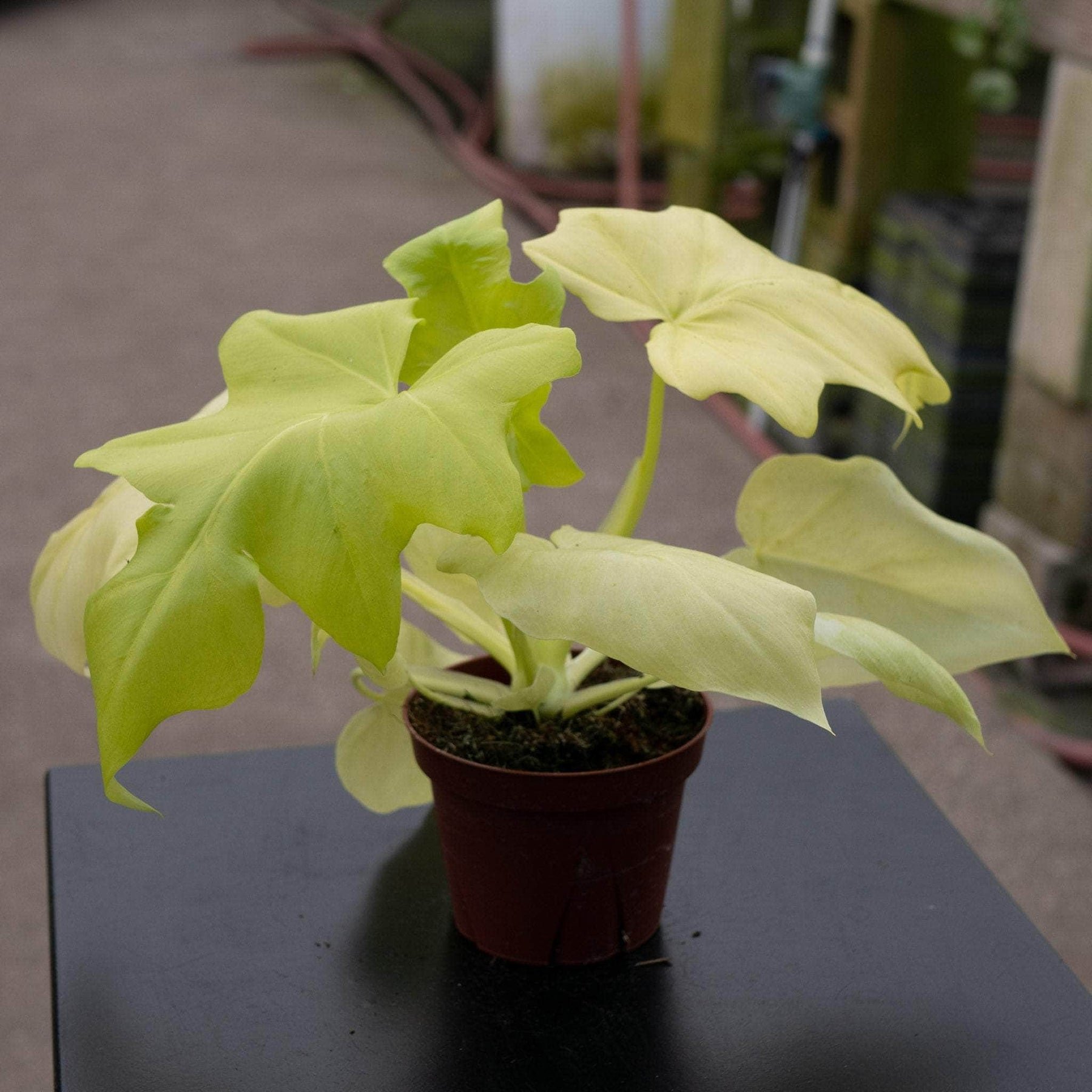 Golden Snowflake Philodendron.jpg