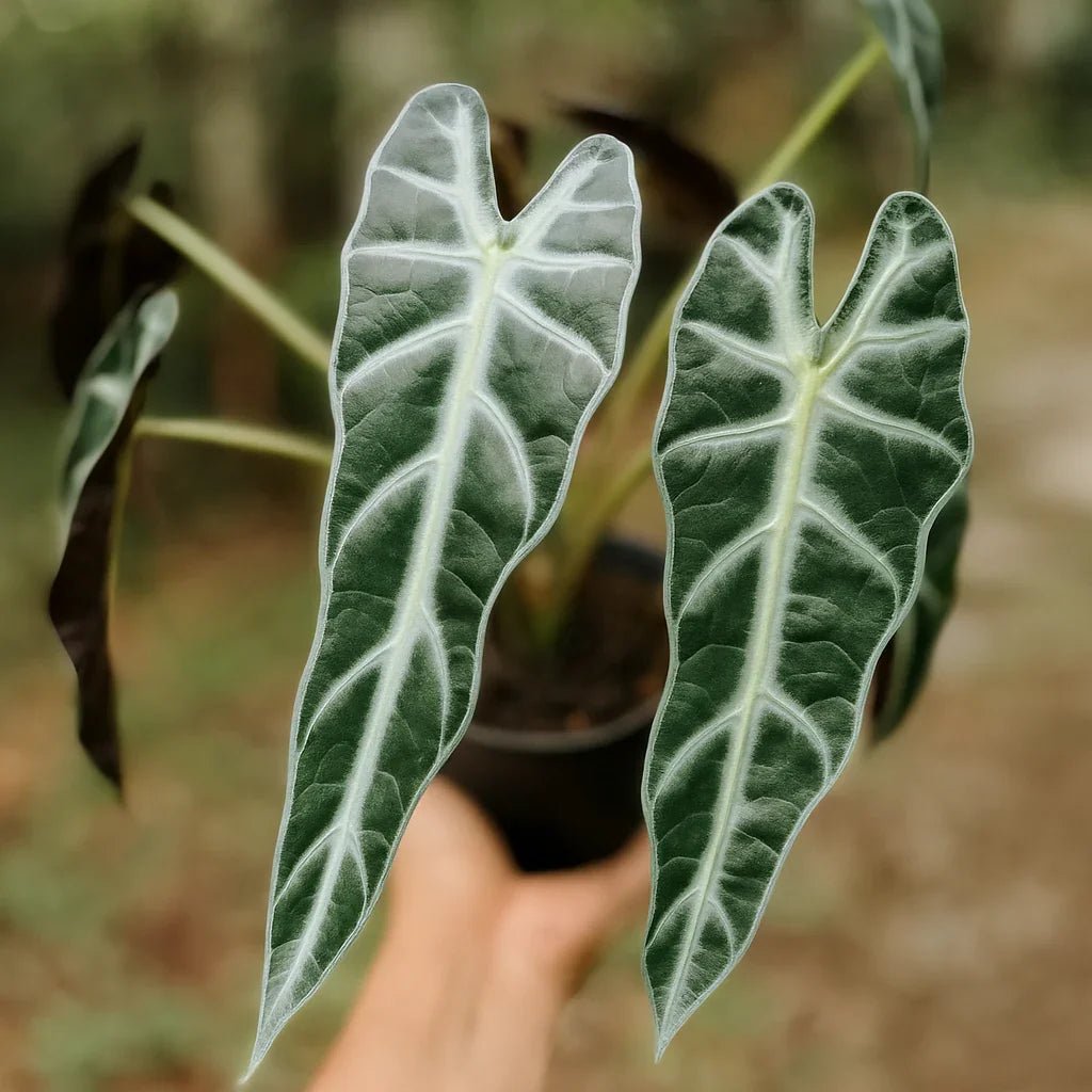 Bambino Alocasia