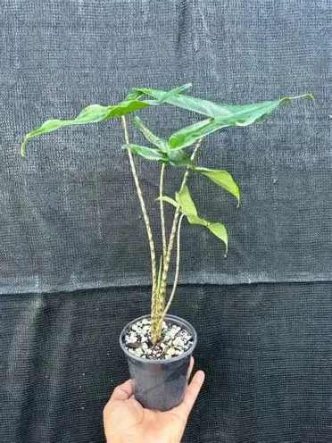 Tigrina Superba Alocasia