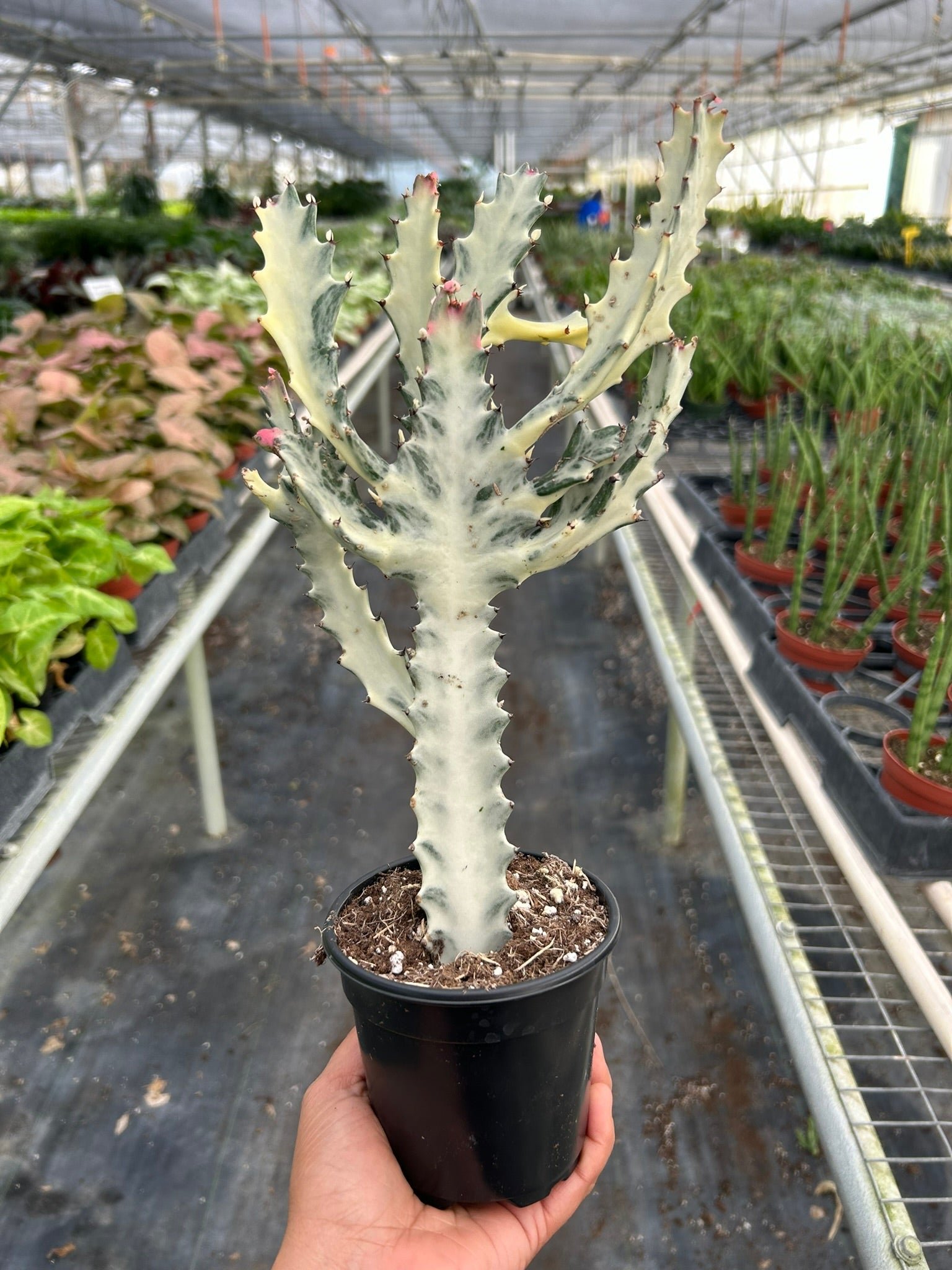Dragon Bones - Euphorbia lactea Dragon Bones