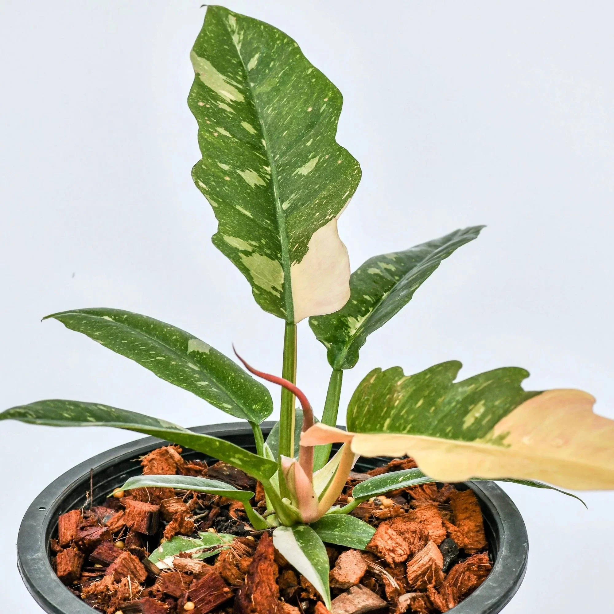 Ring of Fire Philodendron - Philodendron Ring of Fire