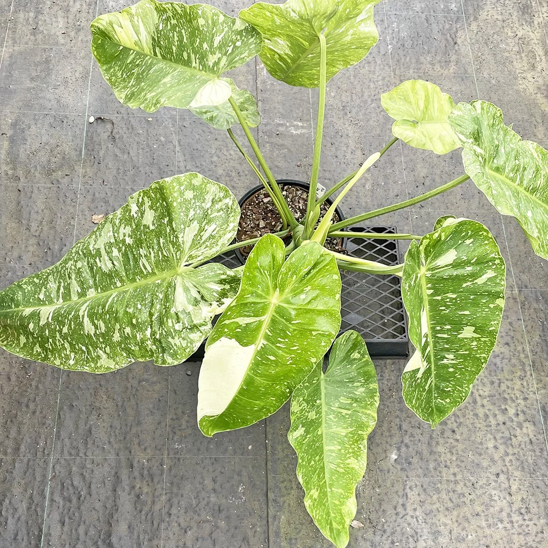 Jose Buono Philodendron - Philodendron Jose Buono