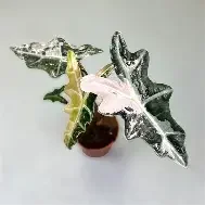 Nobilis Pink Variegated Alocasia
