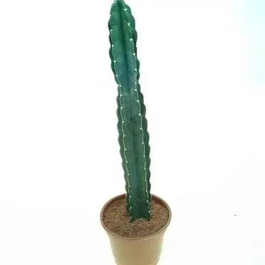 Jamacaru Cuddly Cactus