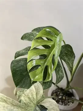Mint Monstera