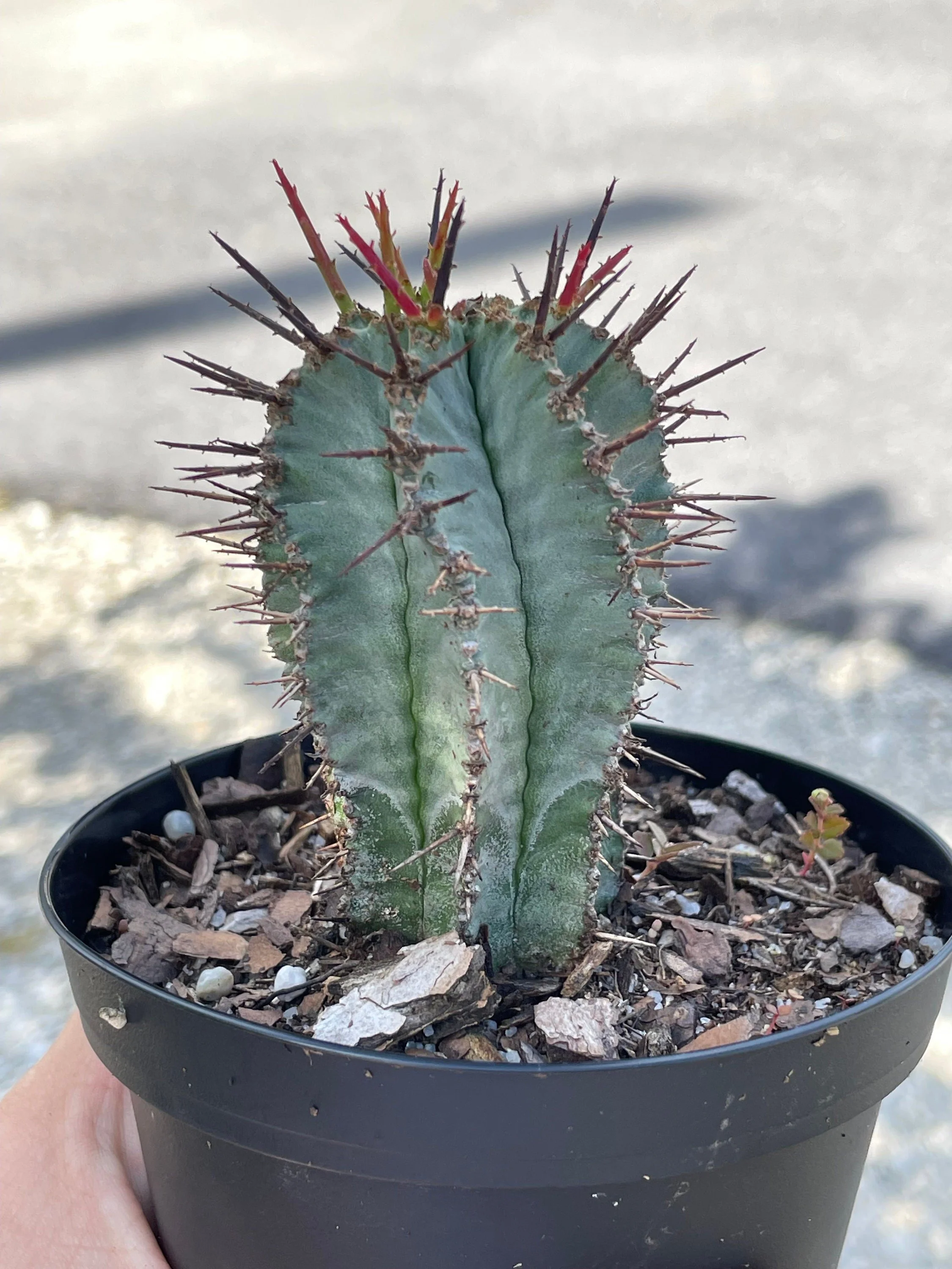African Milk Barrel Euphorbia - Euphorbia horrida