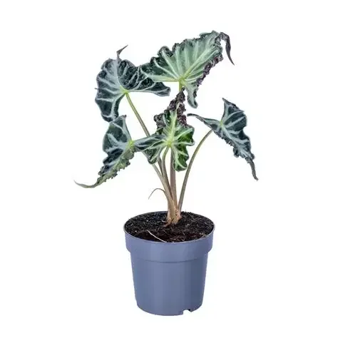 Loco Alocasia