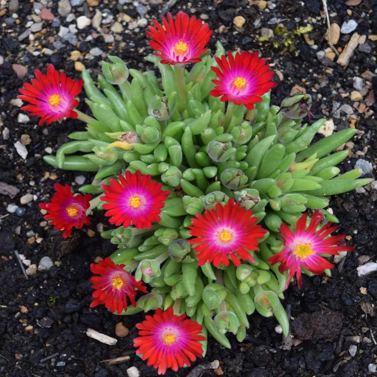 Ice Plant - Delosperma sp.