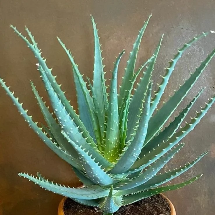Candelabra Aloe - Aloe arborescens